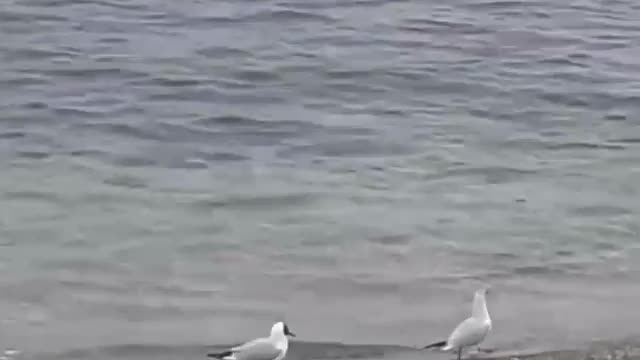 Disassembling seagulls on the sea.