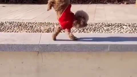 Am I good 😌 #fyp #dog #puppy #cute #clever