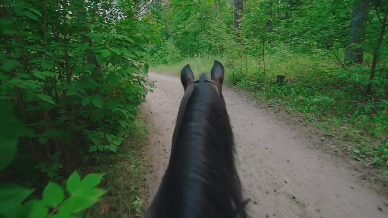 Black horse walking in the summer forest