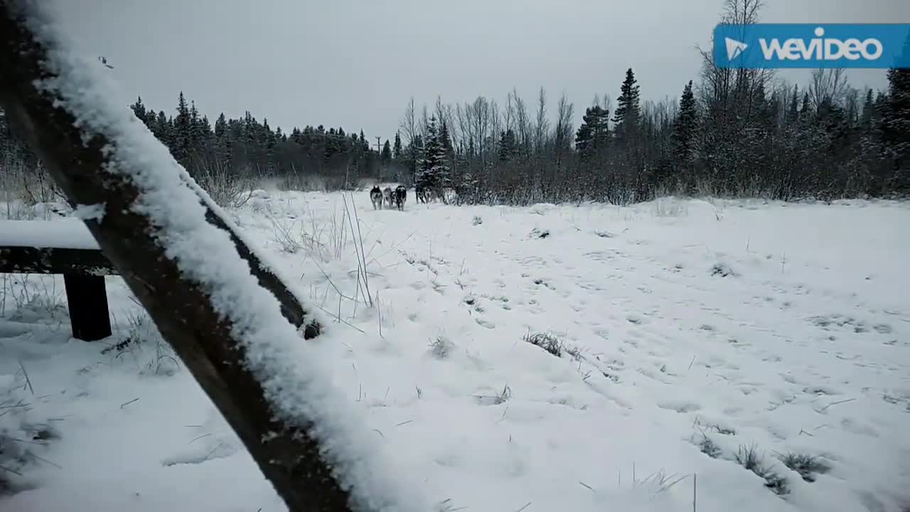 Sled Dog Training in Lapland