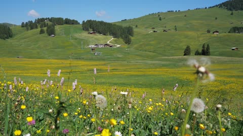 Valley of flowers beautiful view