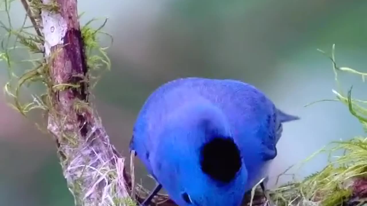 Cute bird