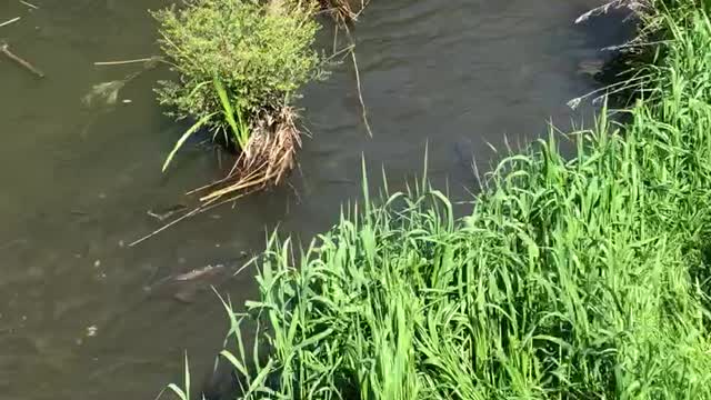 Fish spawning in Japan