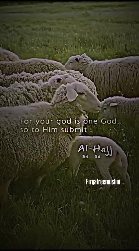 قربانی کا اجر ؤ ثواب ✨