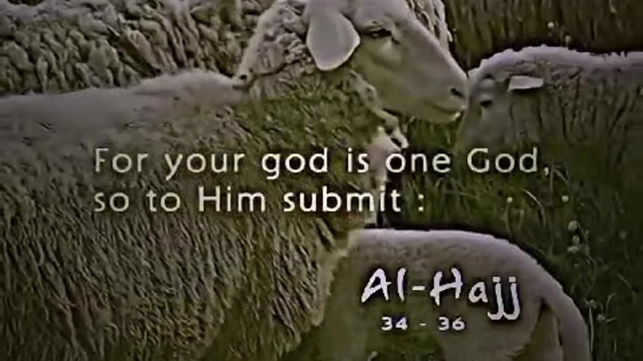 قربانی کا اجر ؤ ثواب ✨