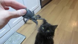 Determined cat attacks giant rubber spider