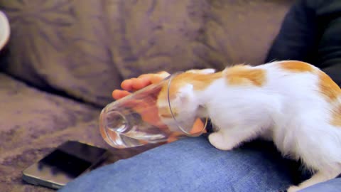 When the cat drinks water