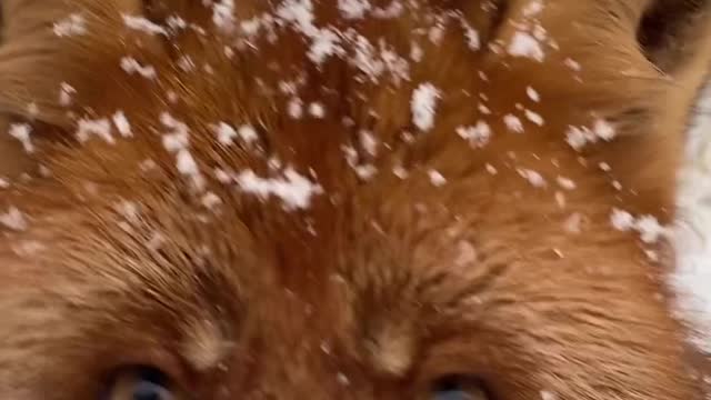 Winter is here ❄️🦊