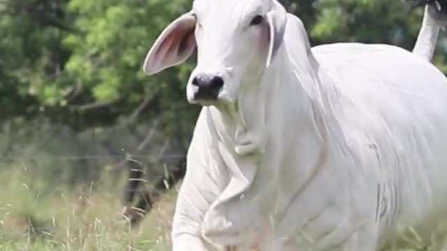 Cow