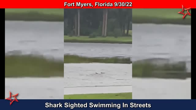 Shark Spotted Swimming In Street