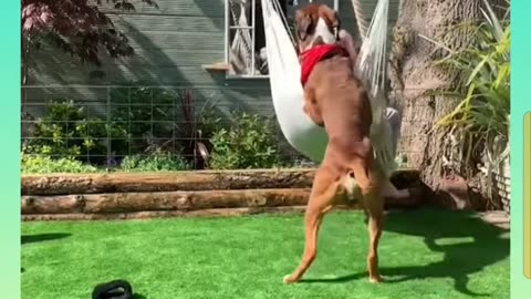 Funny Videos for lughs
