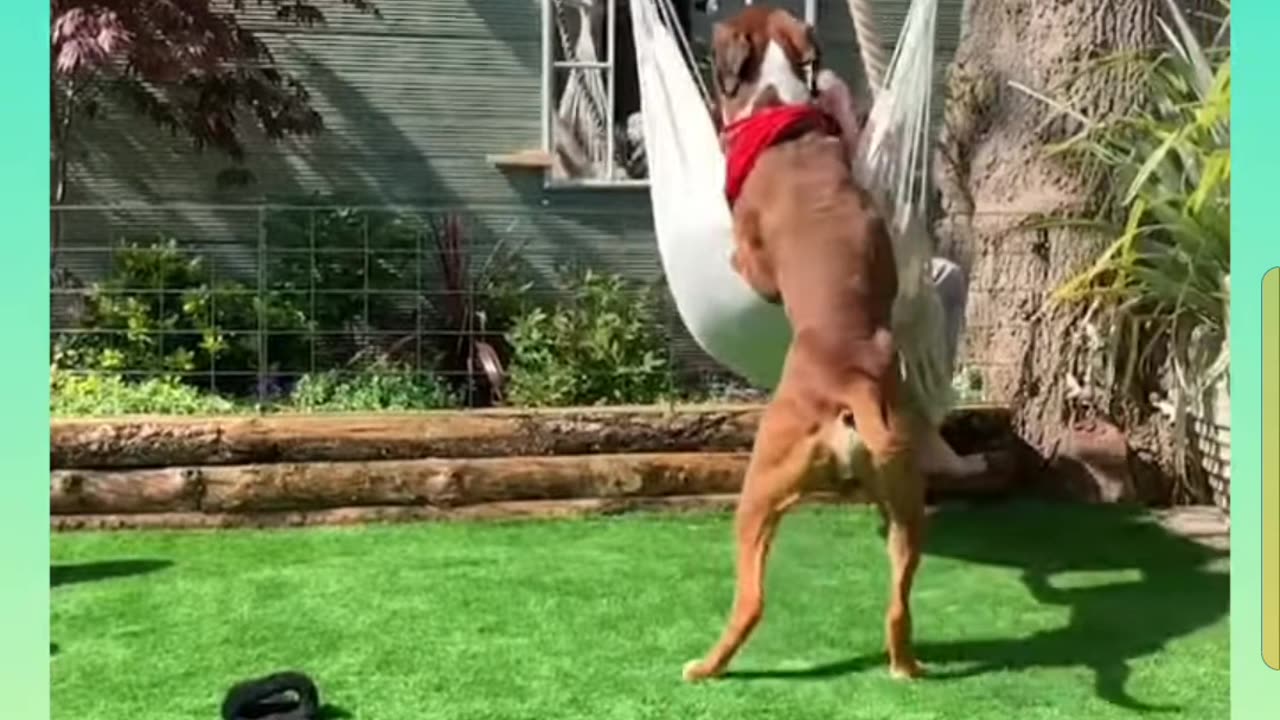 Funny Videos for lughs