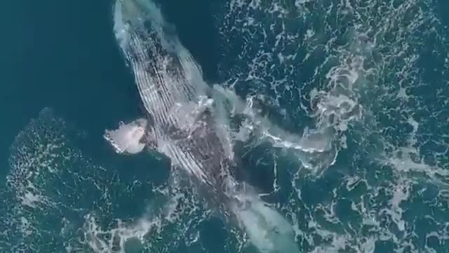 Whale dance viral