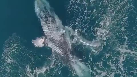 Whale dance viral