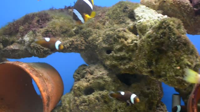 Beautiful fish under surface of water