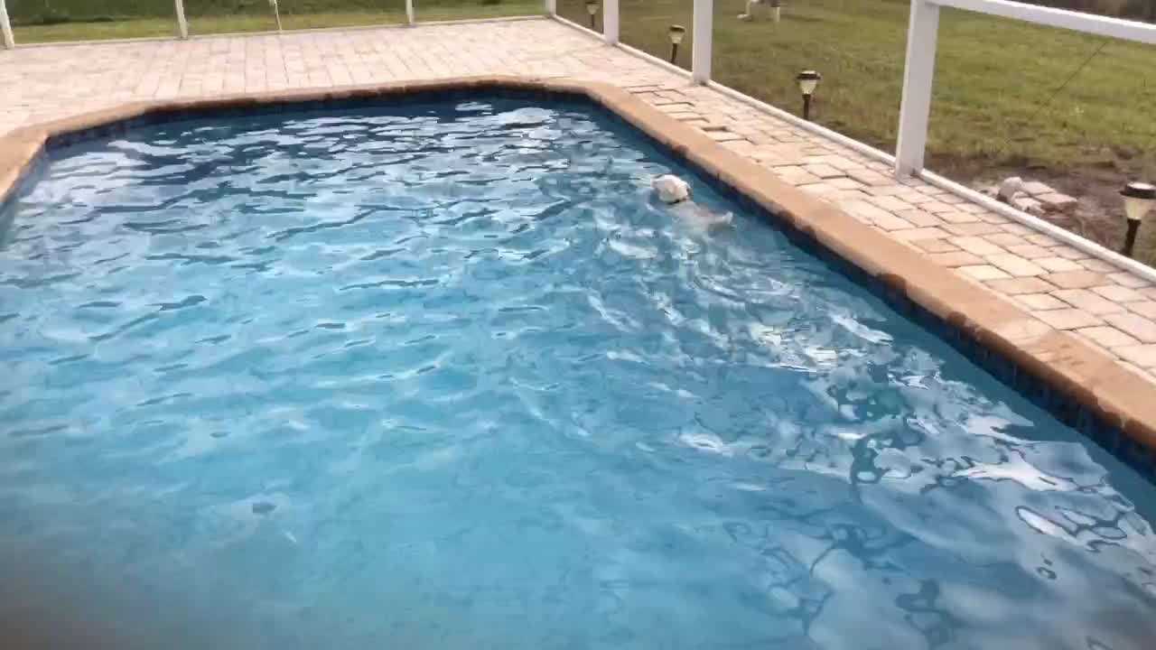 Water-loving dog swims laps in the pool