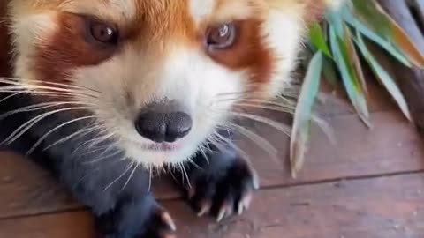 Caught on camera // Chubby cute panda // red panda