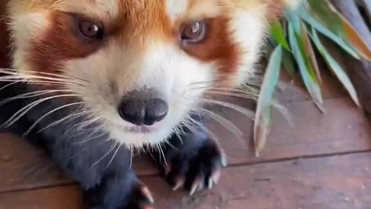 Caught on camera // Chubby cute panda // red panda