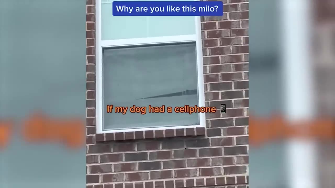 Funniest Animals