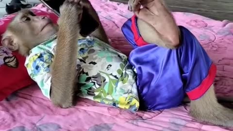 fun with monkey | nice jocking...