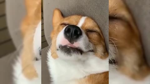 If You Want To Get A Corgi Watch This 😂🐶 | Funny Corgi Video