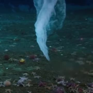 #knowledge #video #viral #facts #usefull video