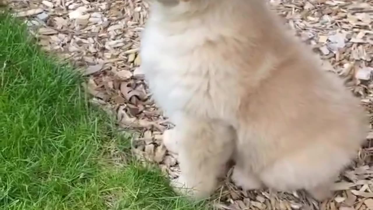 Puppy Watches a friend Run!