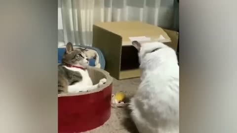 funny cats and dog compilation |cats and dogs funny fails |cats and dogs funniest videos #23