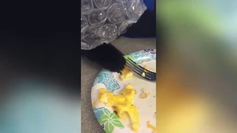 cheeky cat filching scrambled eggs