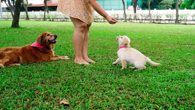 AWESOM WONDERFUL PLAYFUL DOG AND IT'S PUPPY