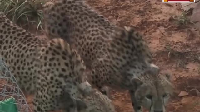 WATCH: Namibian Cheetahs In India Hunt & Make First Kill