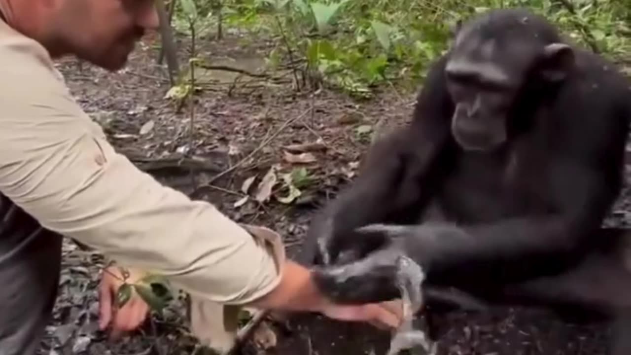 Unspoken Bonds: Chimpanzee & Human Connection 🐒💧👐❤️🌿🤝