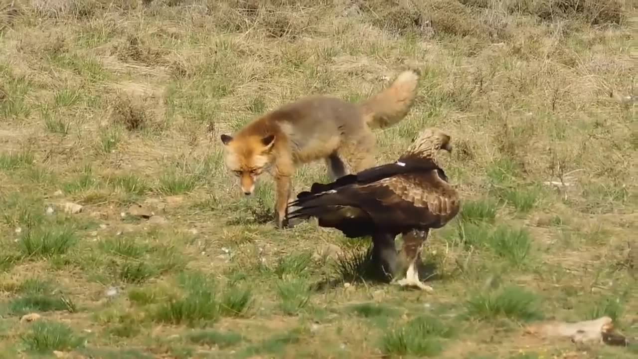 How Golden Eagle Attacks Fox From The Sky