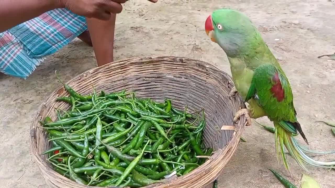 Funny parrot