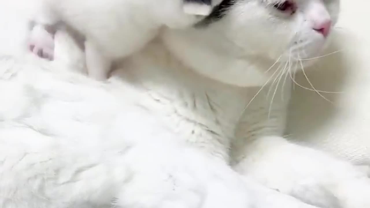 Hilarious animals