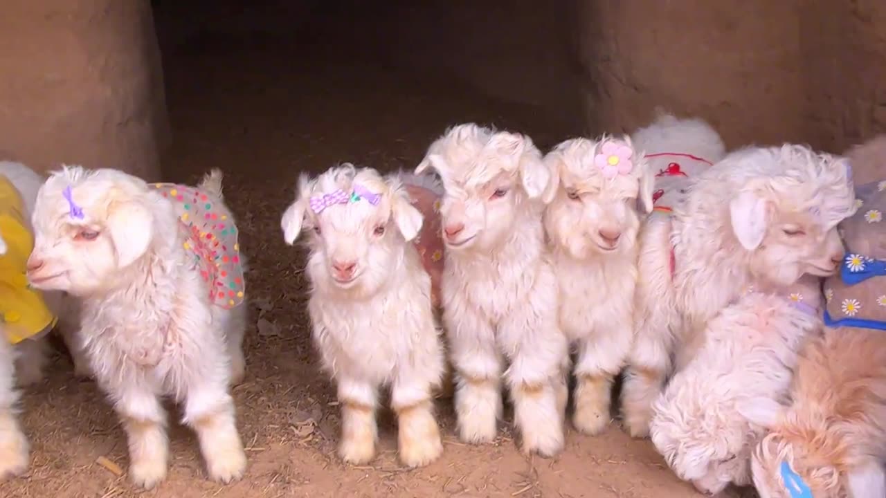 cute goats