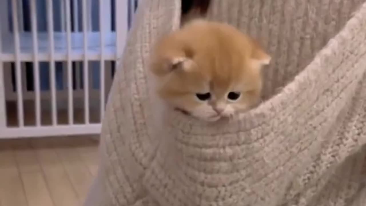 Baby cats are cute and funny kittens