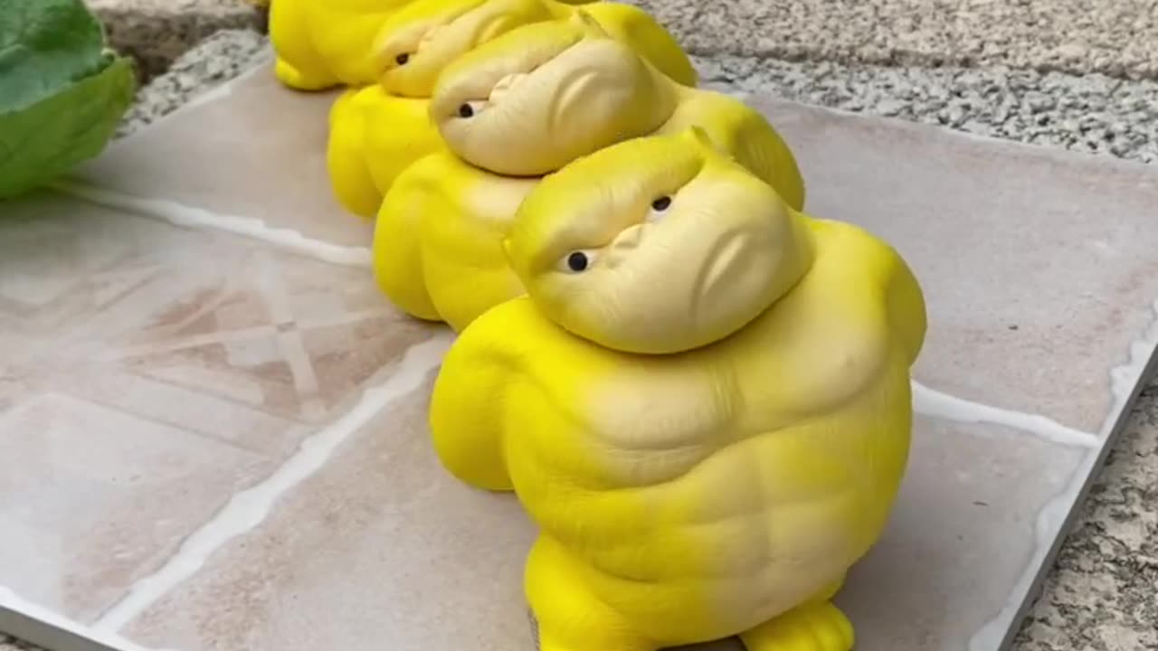 Funny Videos