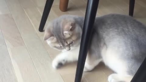Cat fights with a scrunchy!