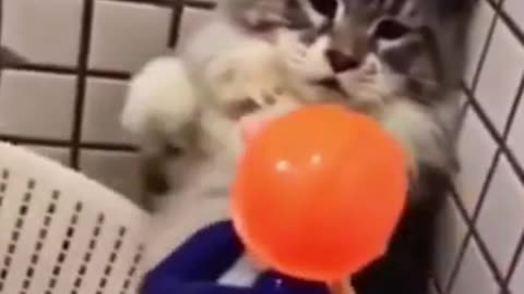 Dog & cats funny moments