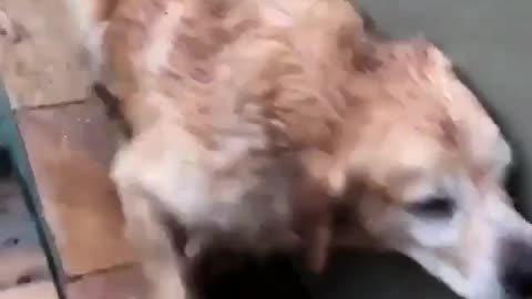 Funny animal videos|Cute animal videos |Funny dog&cat videos|Hilarious pet videos|Funny video