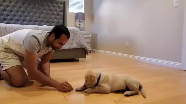 Labrador puppy Training video #dogtraining #puppytraining