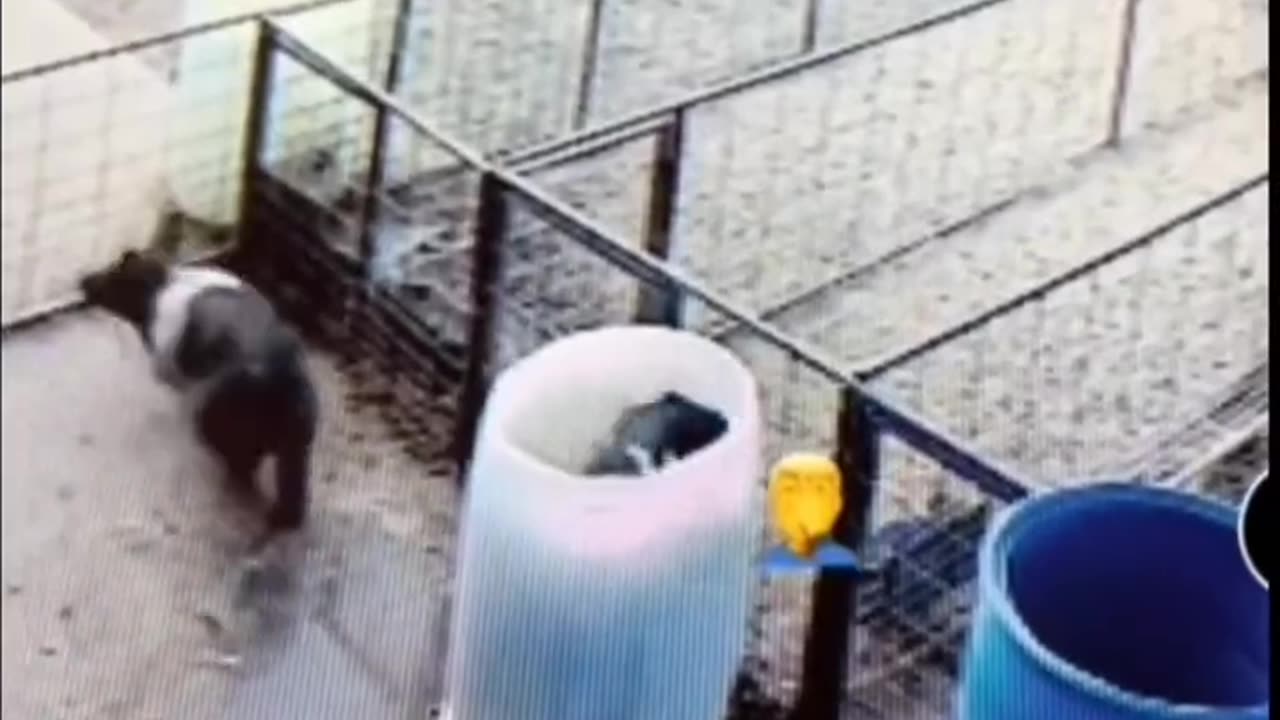 Woman Does Practically Nothing To Save Drowning Pig