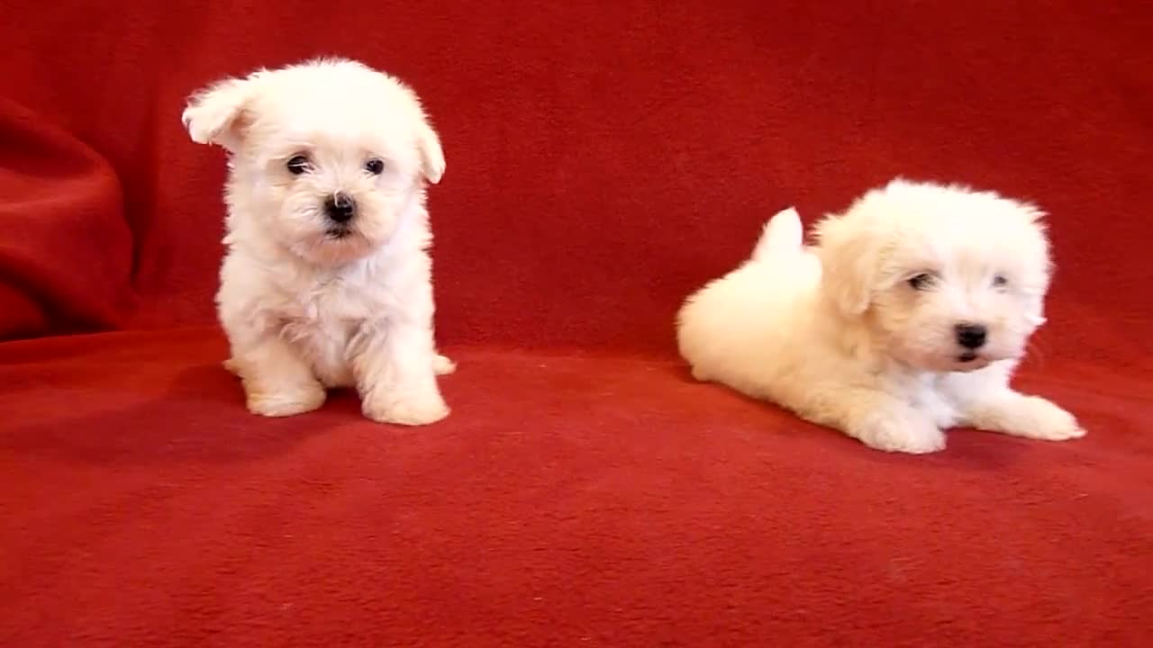 PUI DE BICHON MALTESE 0725758099