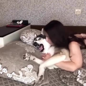 Dog funny video