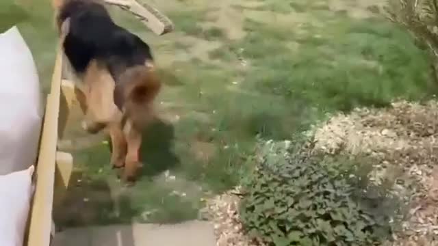 German shepherd cleaning the house|funny dog video