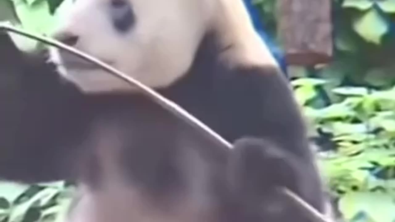 ANGRY CHINESE BEAR