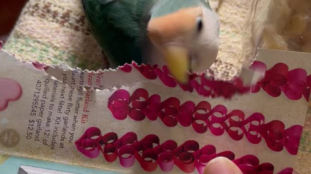 Lovebird Makes Pretty Paper Tail