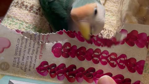 Lovebird Makes Pretty Paper Tail