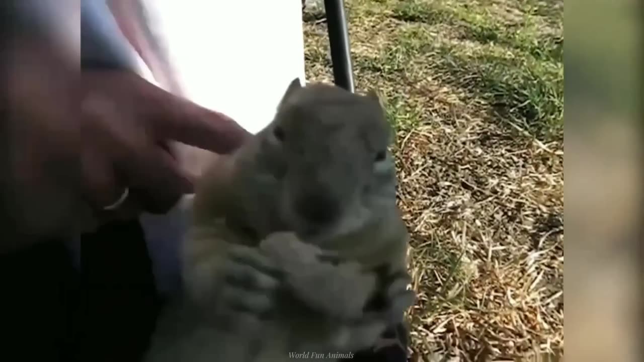 FUNNY ANIMALS 😹🐶 PART 5 😂😂😂😂😂😂😂😂😂